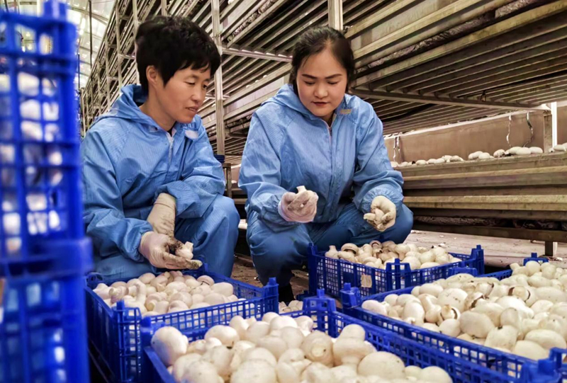 玩转寒旱特色农业闯“渔”乐圈 甘肃临泽解锁上分秘笈