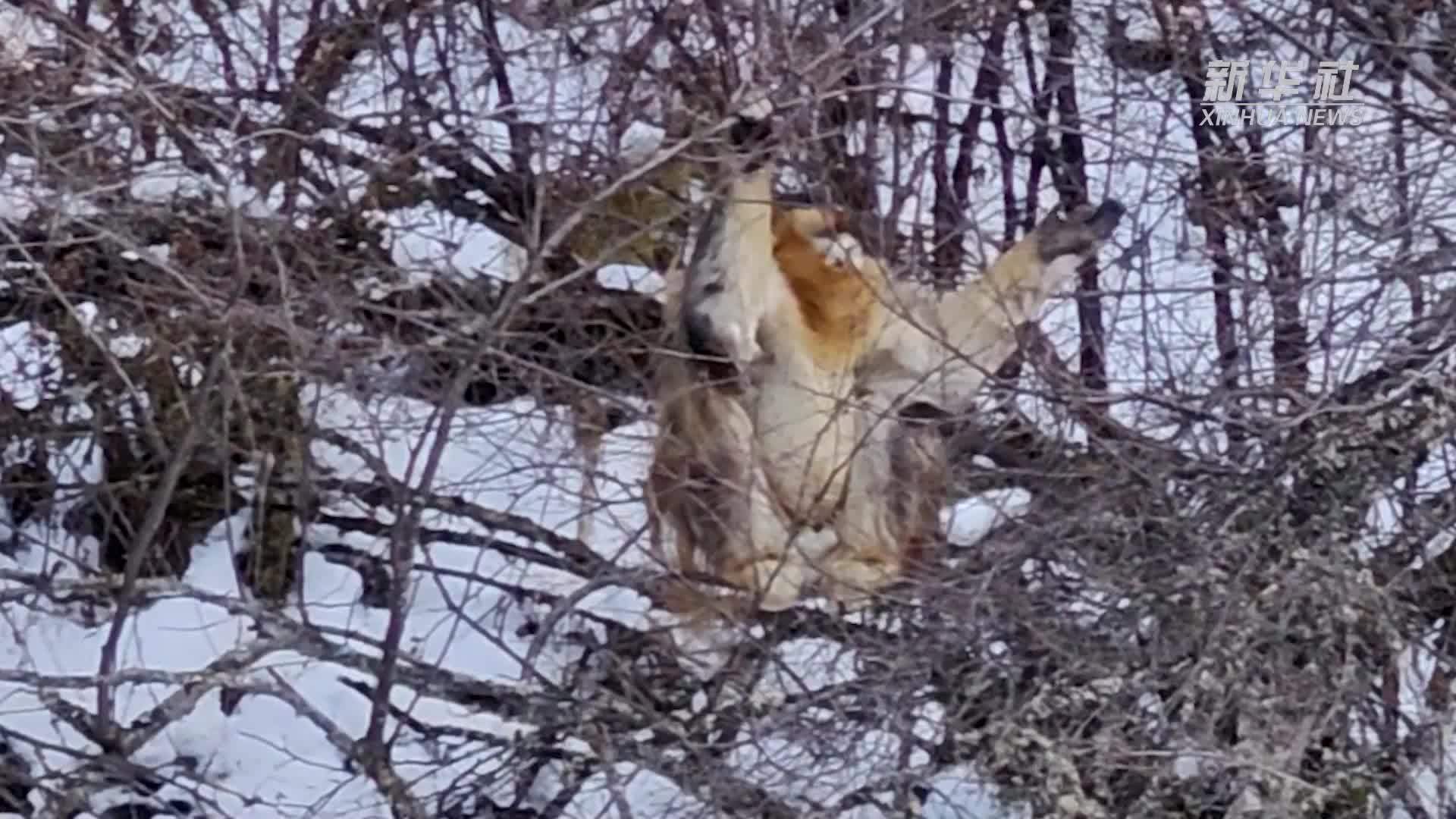 四川阿坝州牟尼沟二道海景区记录到川金丝猴活动影像