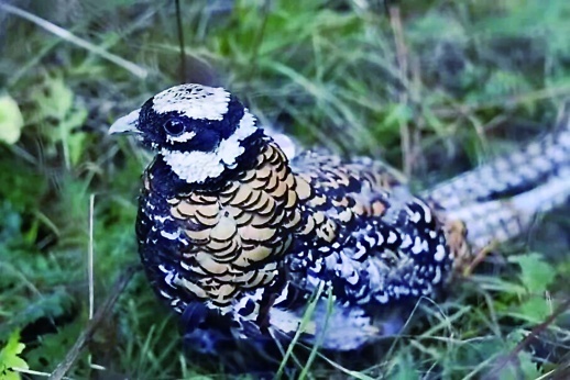 白冠长尾雉。 长沙生态动物园 供图