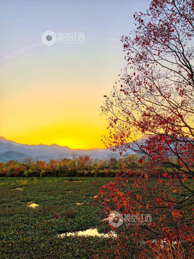 河堤上的乌桕树在阳光映照下红艳似火、灿黄如金,宛如一幅五彩画卷,美不胜收。