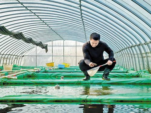 11月12日，承唐金鱼养殖基地负责人刘扬查看金鱼生长情况。 本报记者 王育民摄