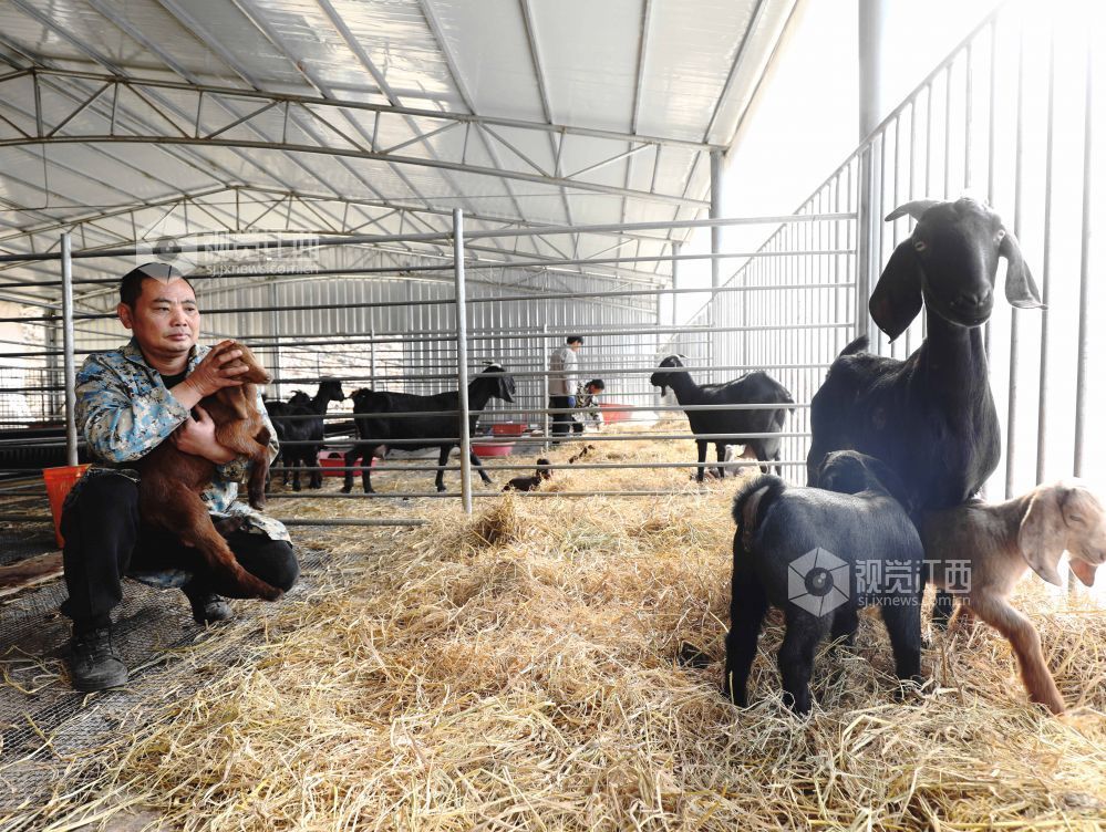 2025年11月30日,江西省分宜县杨桥镇观光村大马士革山羊养殖基地,养殖户正在查看刚出生一周的小羊。