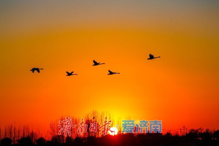黄河畔的“天鹅越冬秘境” 鹊山水库沉沙池见证济南生态蝶变