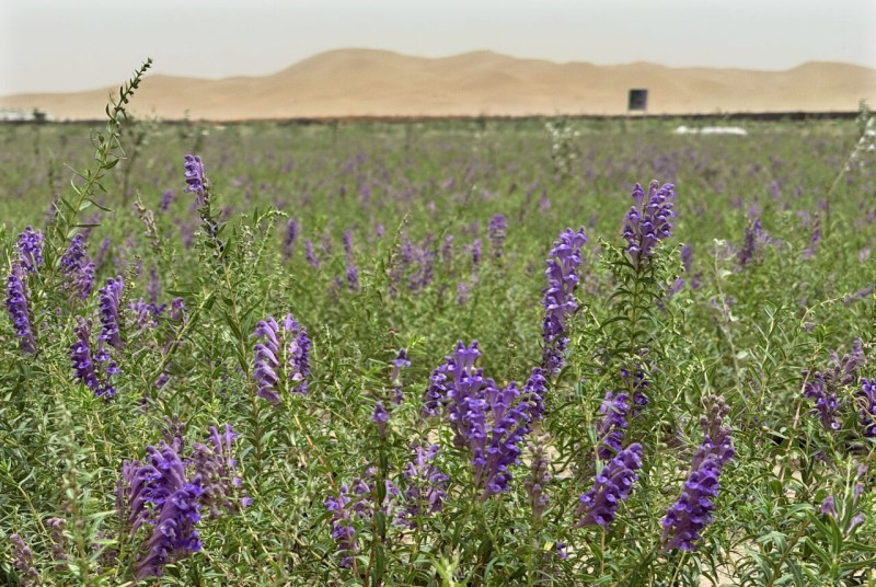 在位于于田县奥依托格拉克乡的万花园防沙治沙基地种植的黄芩长势喜人。约提克尔·尼加提 摄