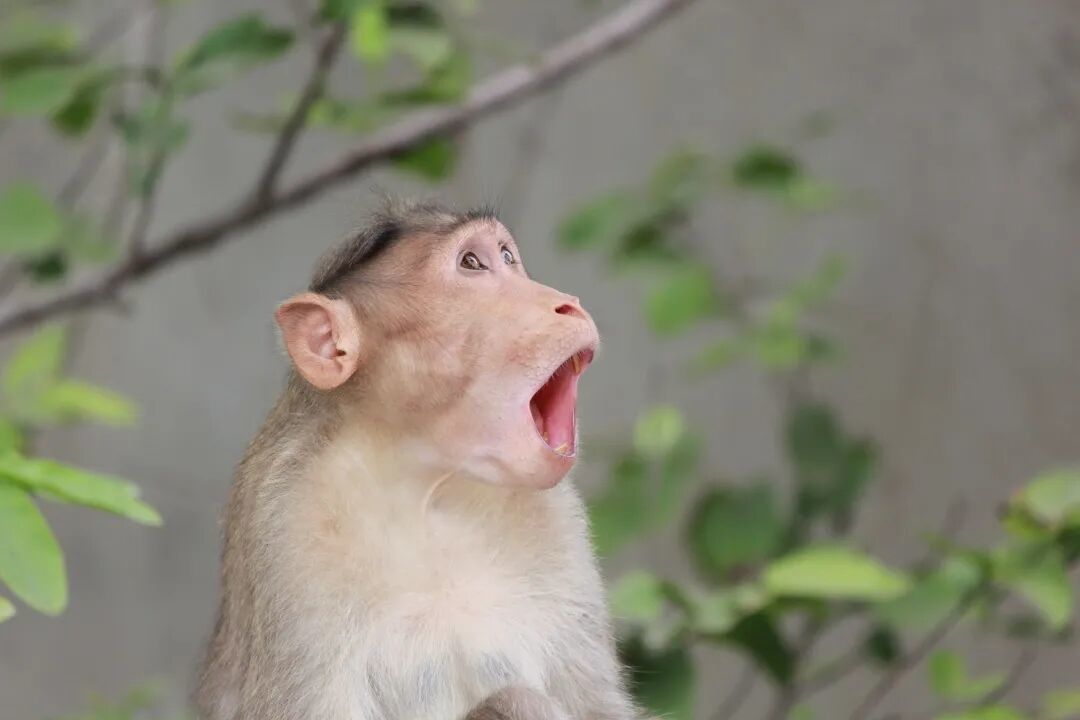 打哈欠为什么会传染　这回终于明白了