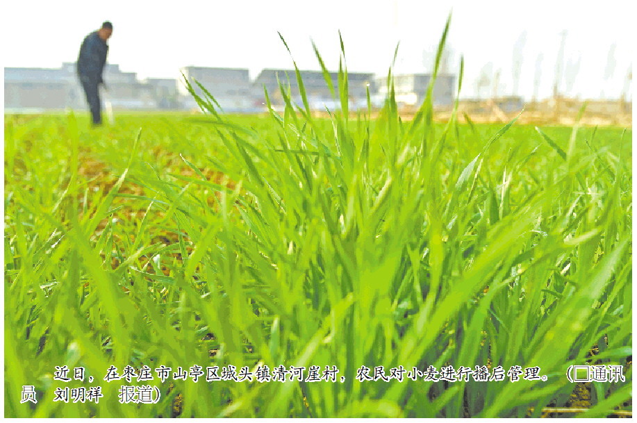 近日，在枣庄市山亭区城头镇清河崖村，农民对小麦进行播后管理。（□通讯员刘明祥报道）