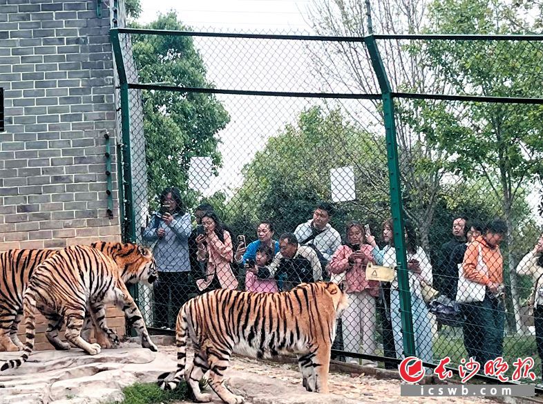 “云观虎、云互动”的线上模式，让面临季节性运营困境的虎园找到了新的生机。均为虎园供图