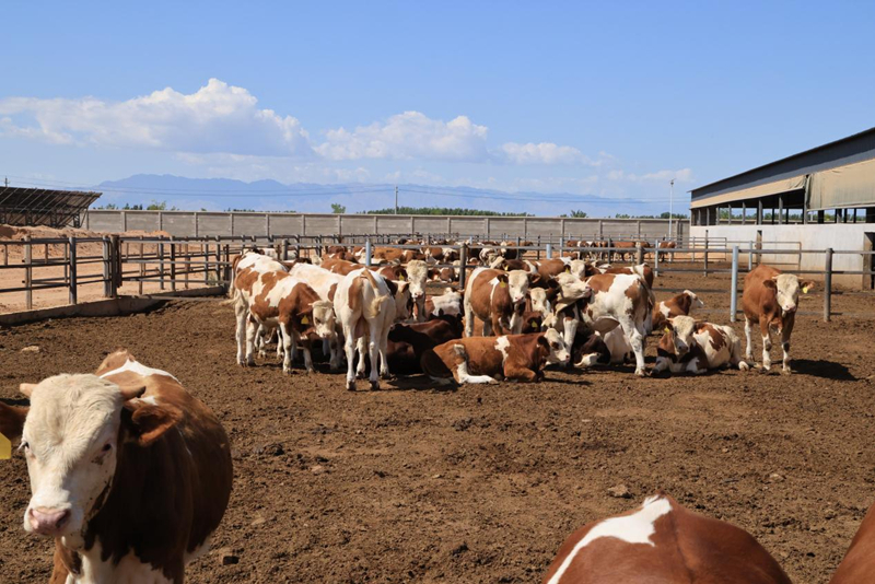 玩转寒旱特色农业闯“渔”乐圈 甘肃临泽解锁上分秘笈
