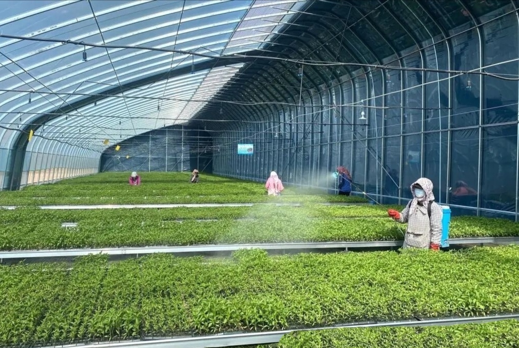 甘谷县新兴镇雒家村村集体经济辣椒育苗基地