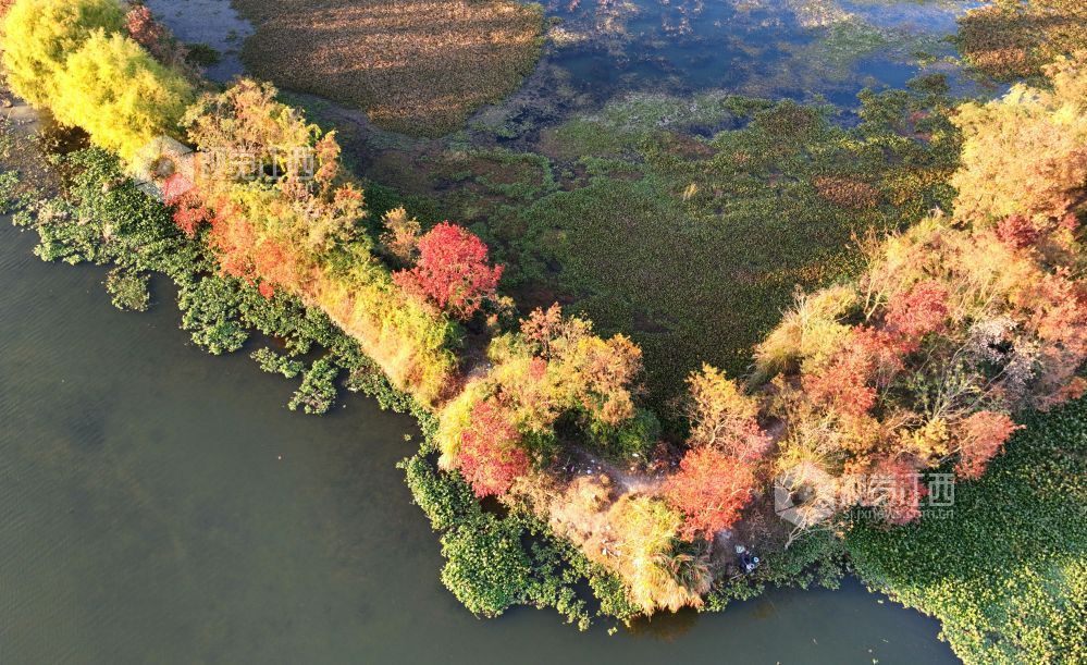 河堤上的乌桕树在阳光映照下红艳似火、灿黄如金,宛如一幅五彩画卷,美不胜收。
