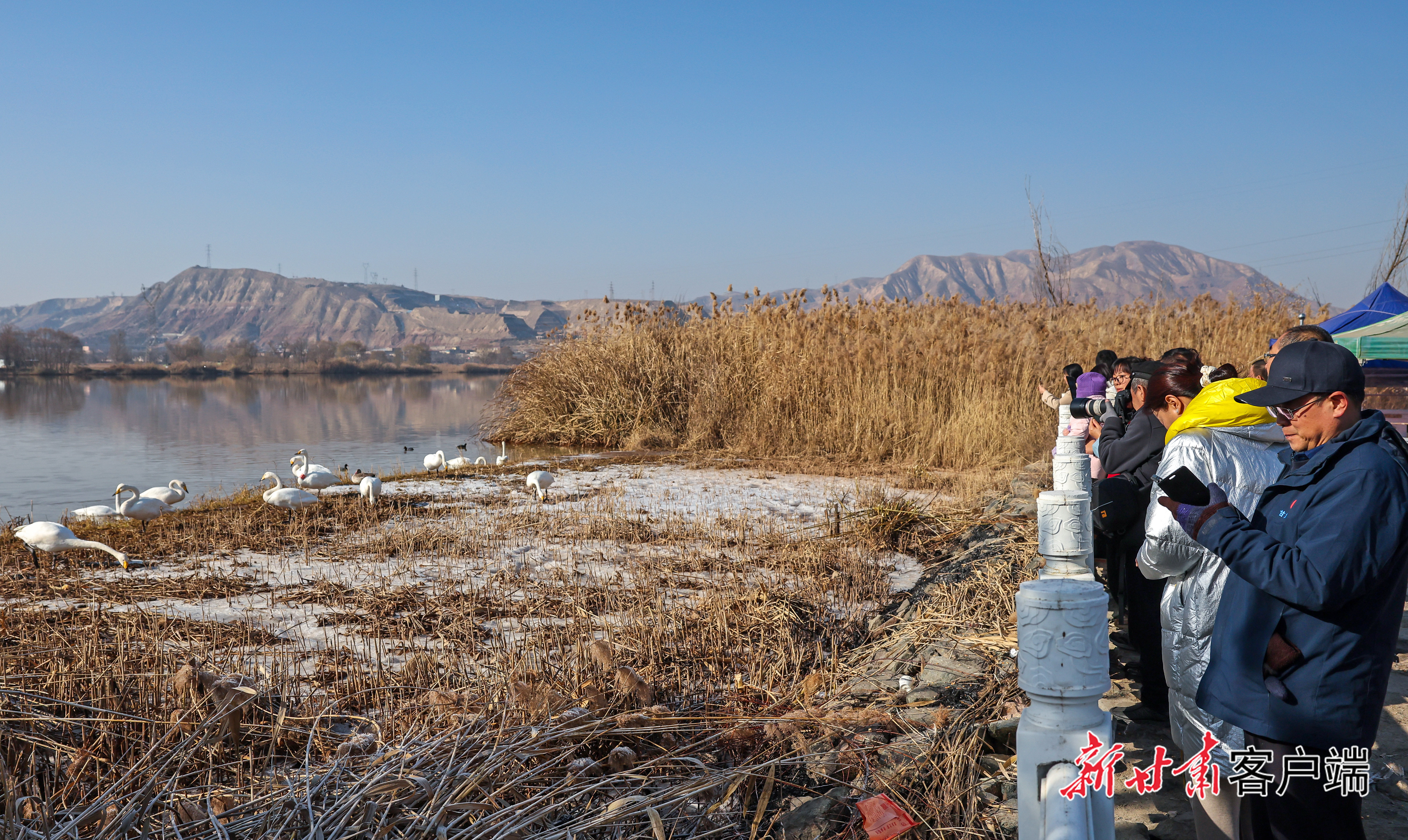 天鹅组团来兰过冬