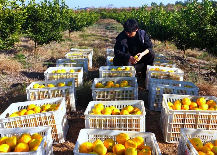 进贤县七里乡金凤凰果业基地（樊哲平/摄）