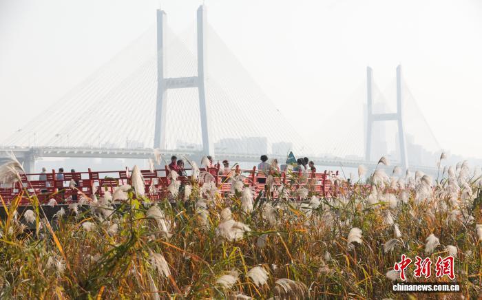图为市民观赏盛开的芦荻花。 中新社记者张畅摄