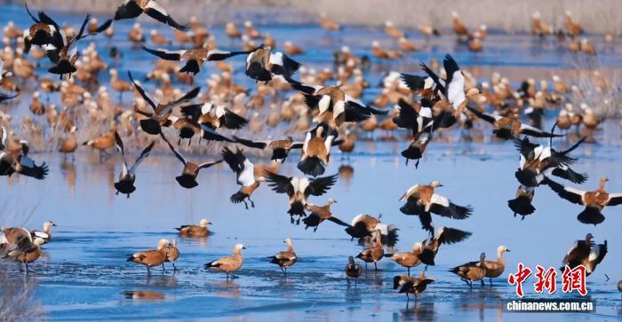 初冬时节，甘肃省武威市民勤县红崖山水库，大批越冬的候鸟在此嬉戏觅食。董莉梅　摄