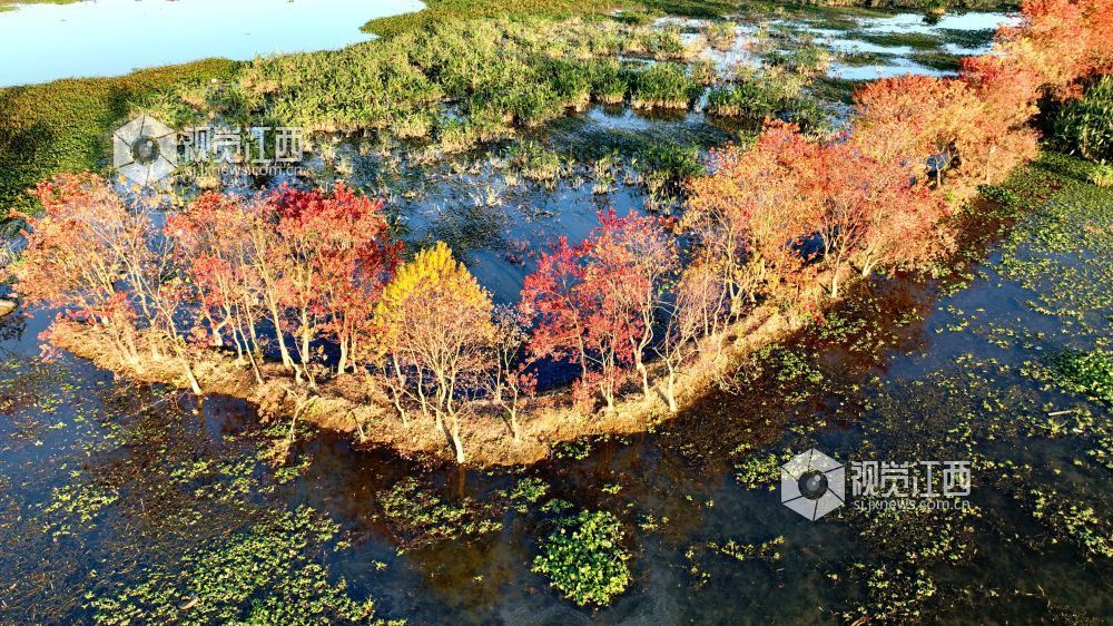 河堤上的乌桕树在阳光映照下红艳似火、灿黄如金,宛如一幅五彩画卷,美不胜收。
