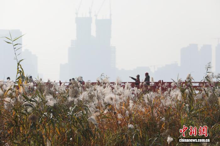 图为市民漫步栈道中观赏盛开的芦荻花。 中新社记者张畅摄