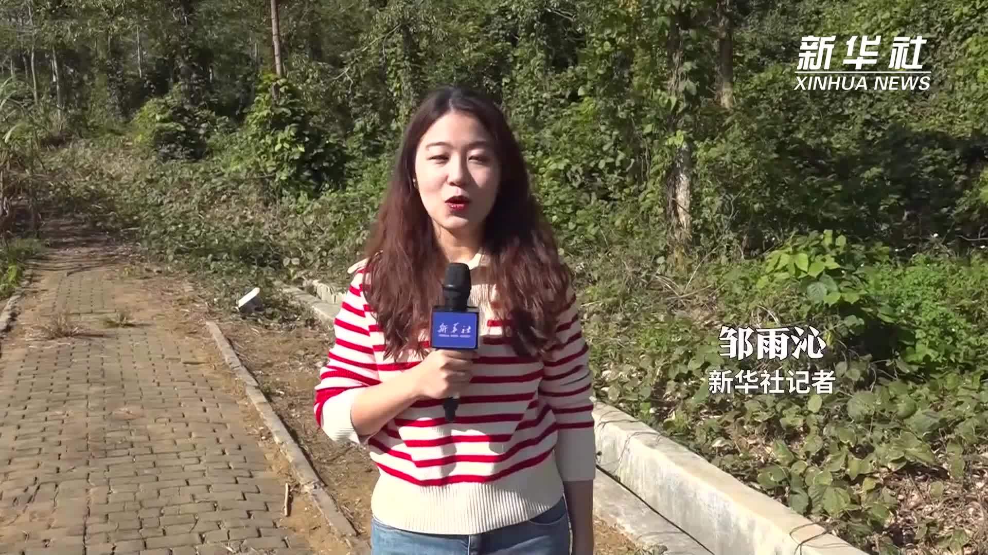 白头叶猴——我国特有的国家一级保护野生动物