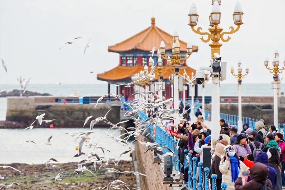 野生动物“组团”来安家，为何定居青岛？