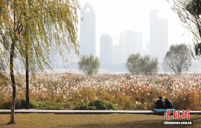 图为市民观赏盛开的芦荻花。 中新社记者张畅摄