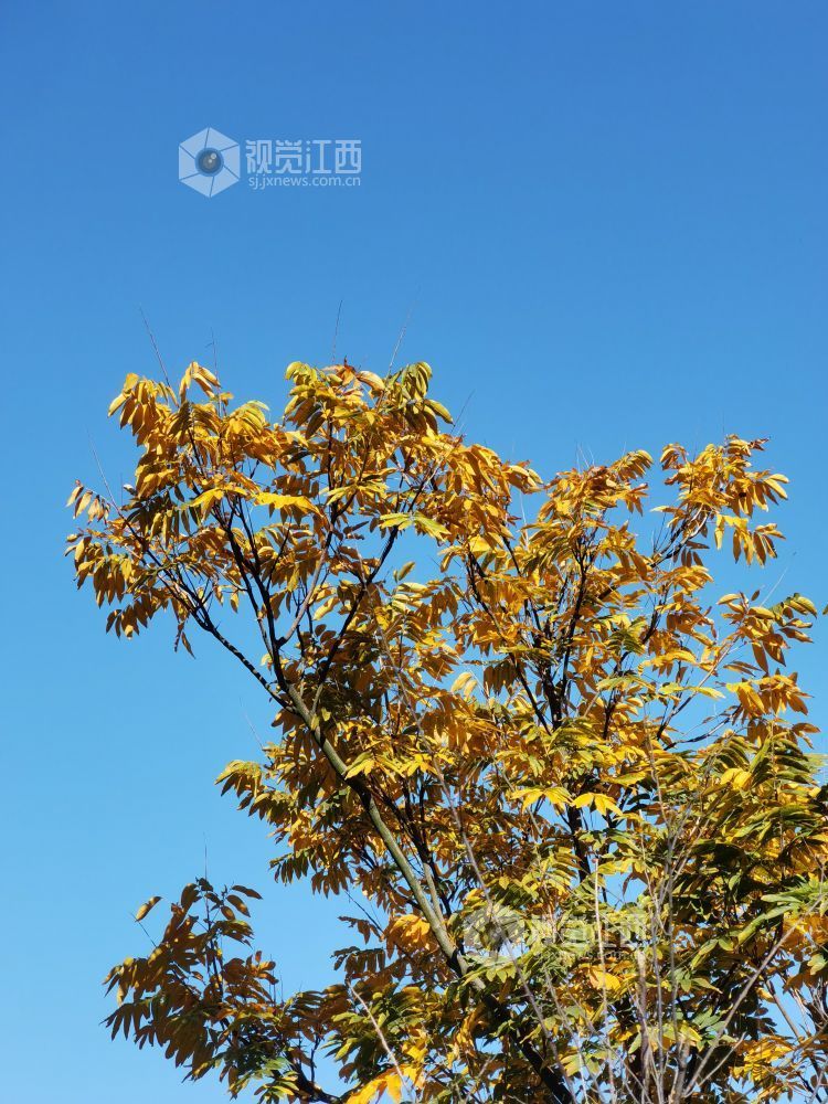 萍乡：冬日风景美如画（图）