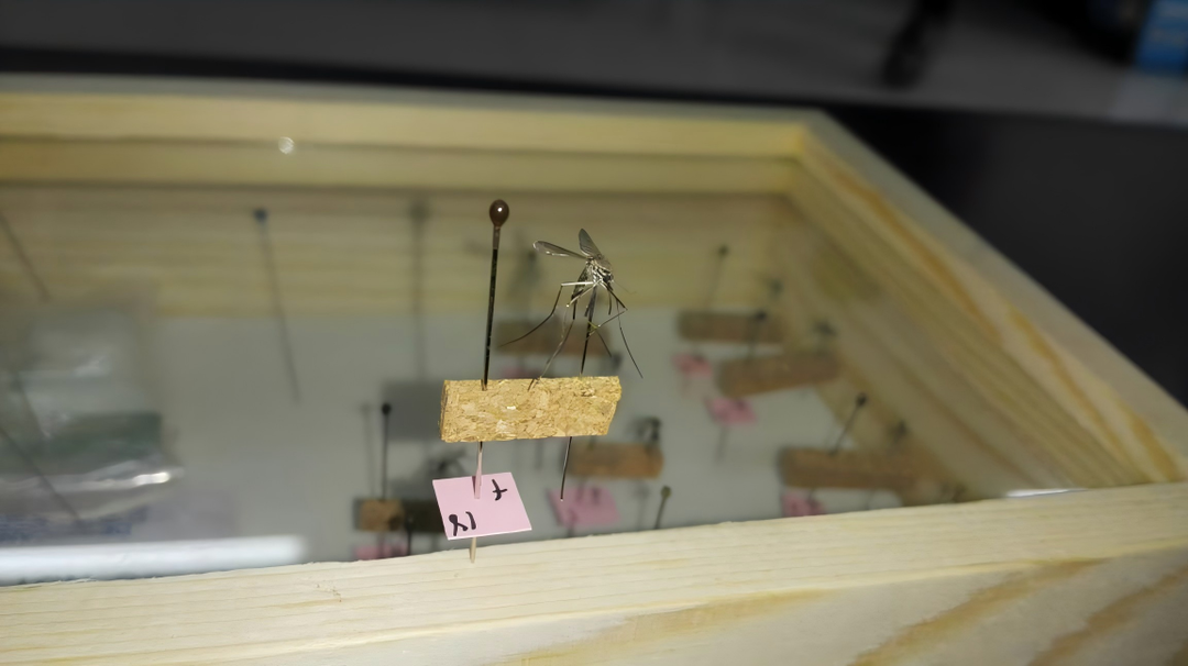 白纹伊蚊针插标本（来源：江西疾控）