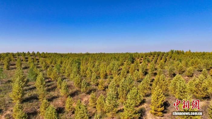 图为榆林靖边境内沙地覆绿。 榆林市林业和草原局供图