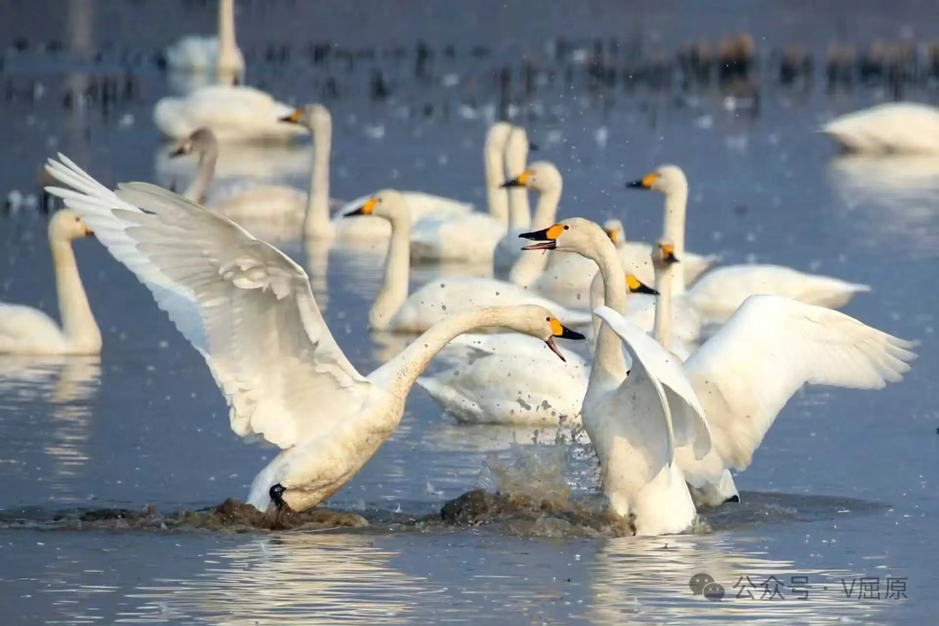 万羽翩跹映湖光!超一万只小天鹅翔聚屈原东古湖 周末万名游客赴生态之约