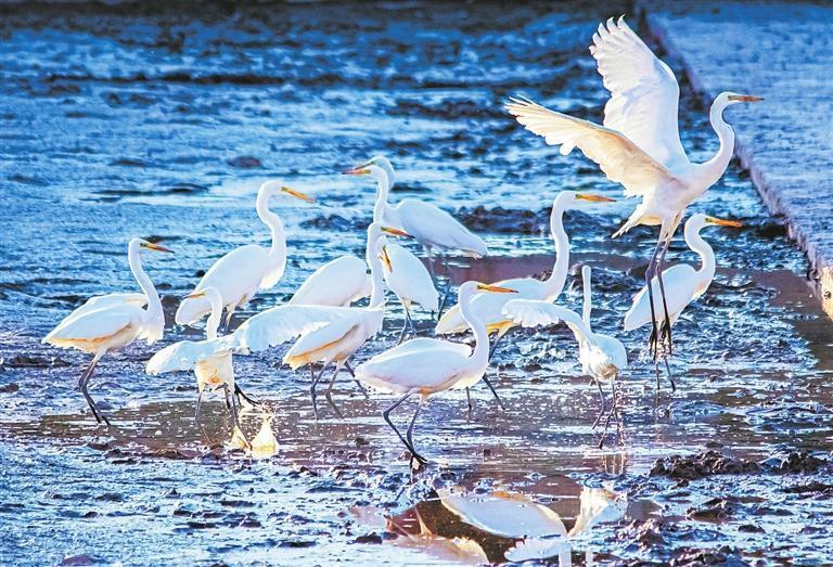 敦煌党河风情线迎来大批白鹭　新甘肃&middot;甘肃日报通讯员　王斌银