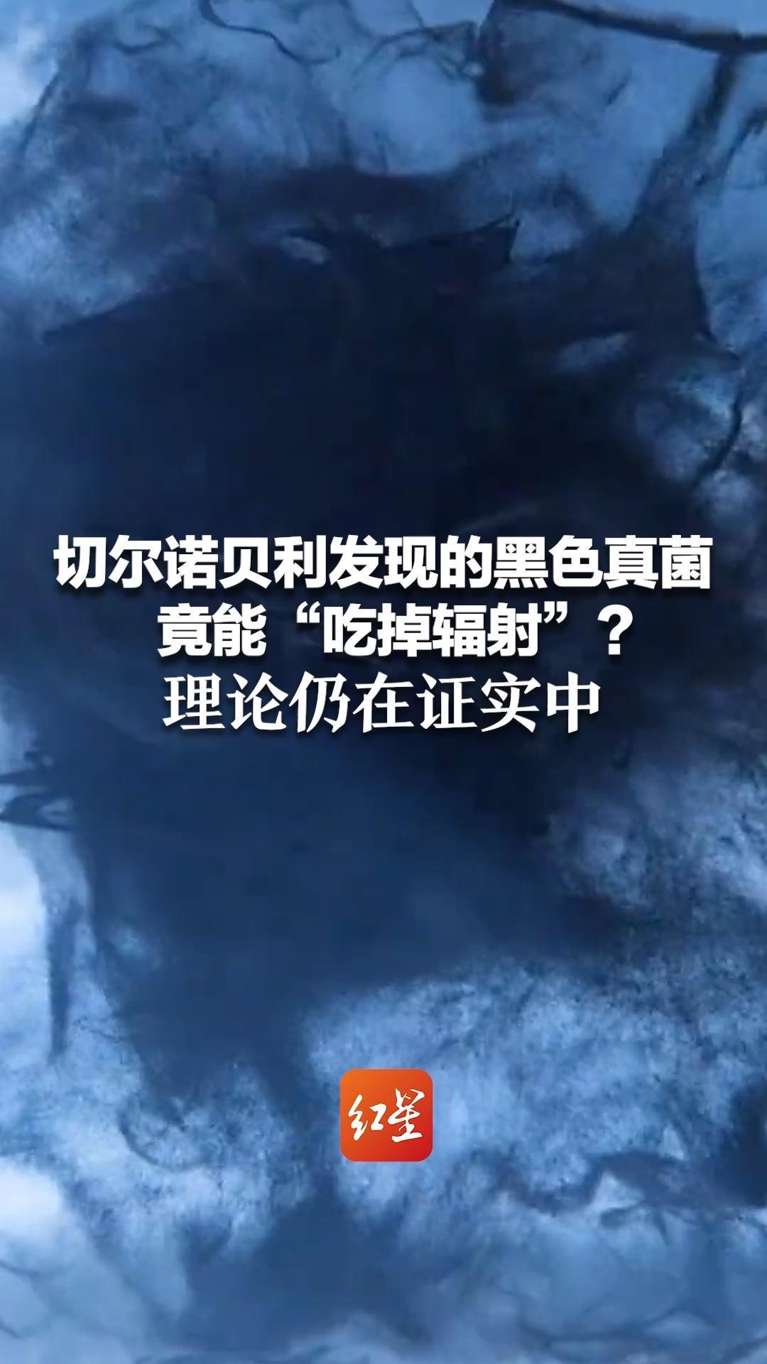 切尔诺贝利发现的黑色真菌，竟能“吃掉辐射”？理论仍在证实中，或成未来宇航员的“生物护盾”