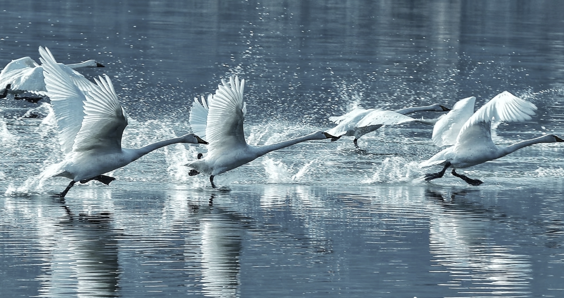 白天鹅翩跹起舞