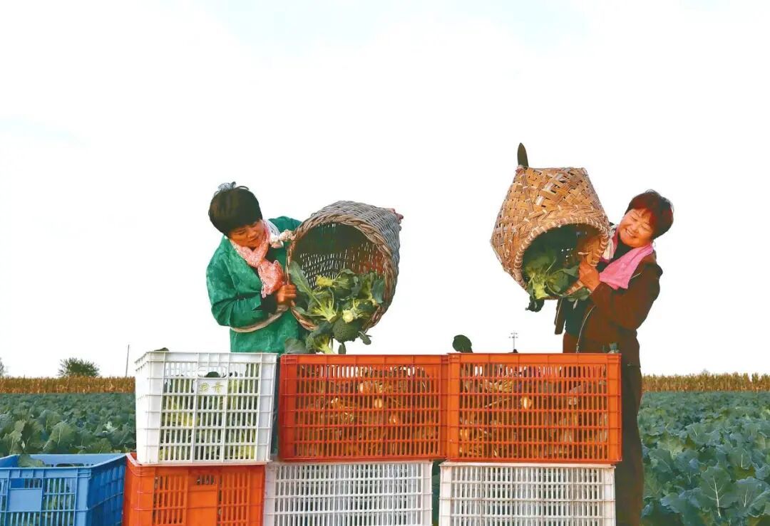 西兰花在响水已成为“富民第一产业”。