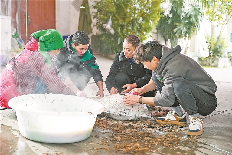 11月20日恰逢彝历新年，留在工地的彝族工人杀猪宰羊，庆祝节日。