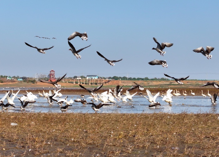 冬日限定！进贤天鹅小镇化身 “候鸟乐园”