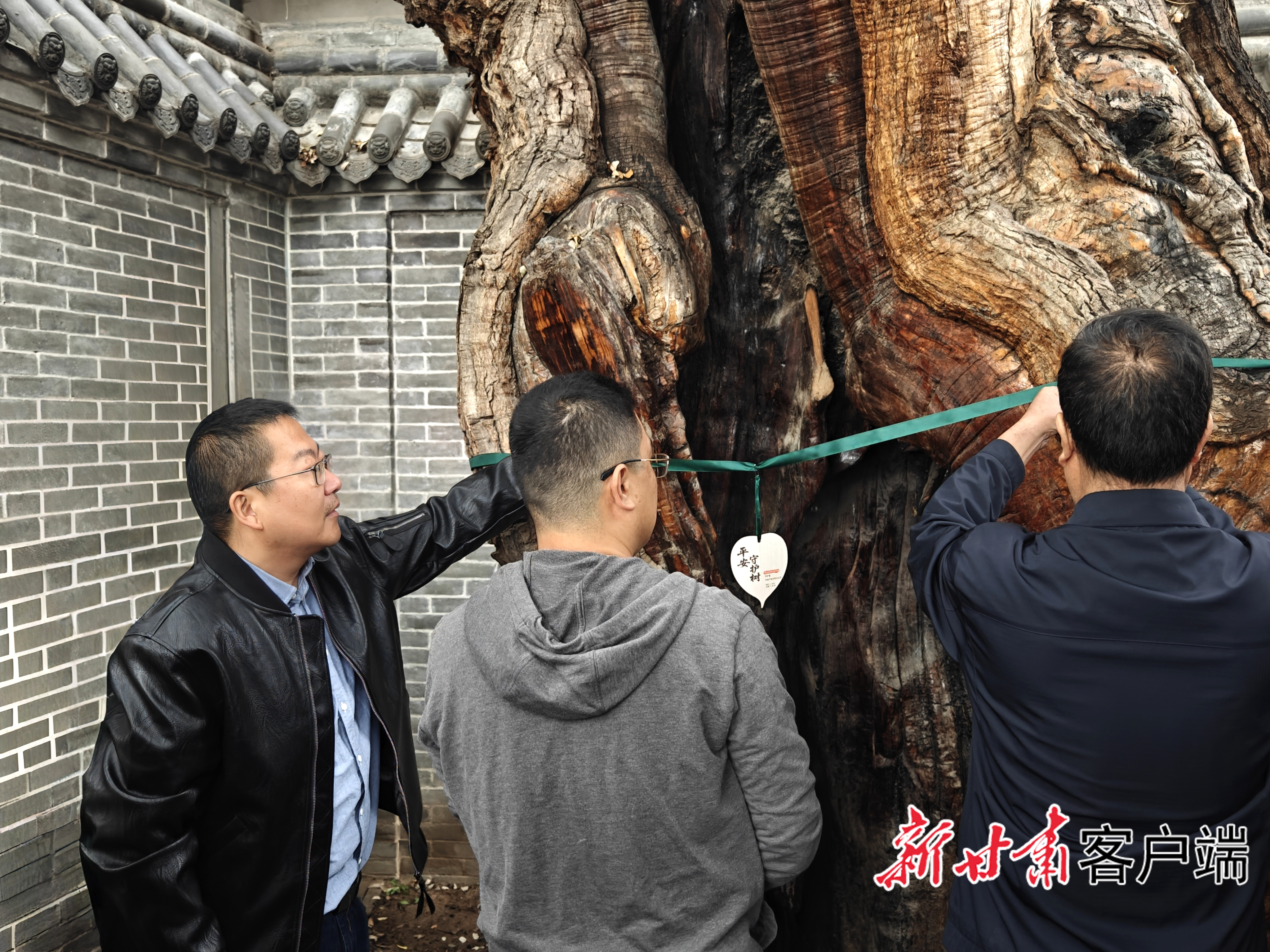 工作人员查看古树生长状况