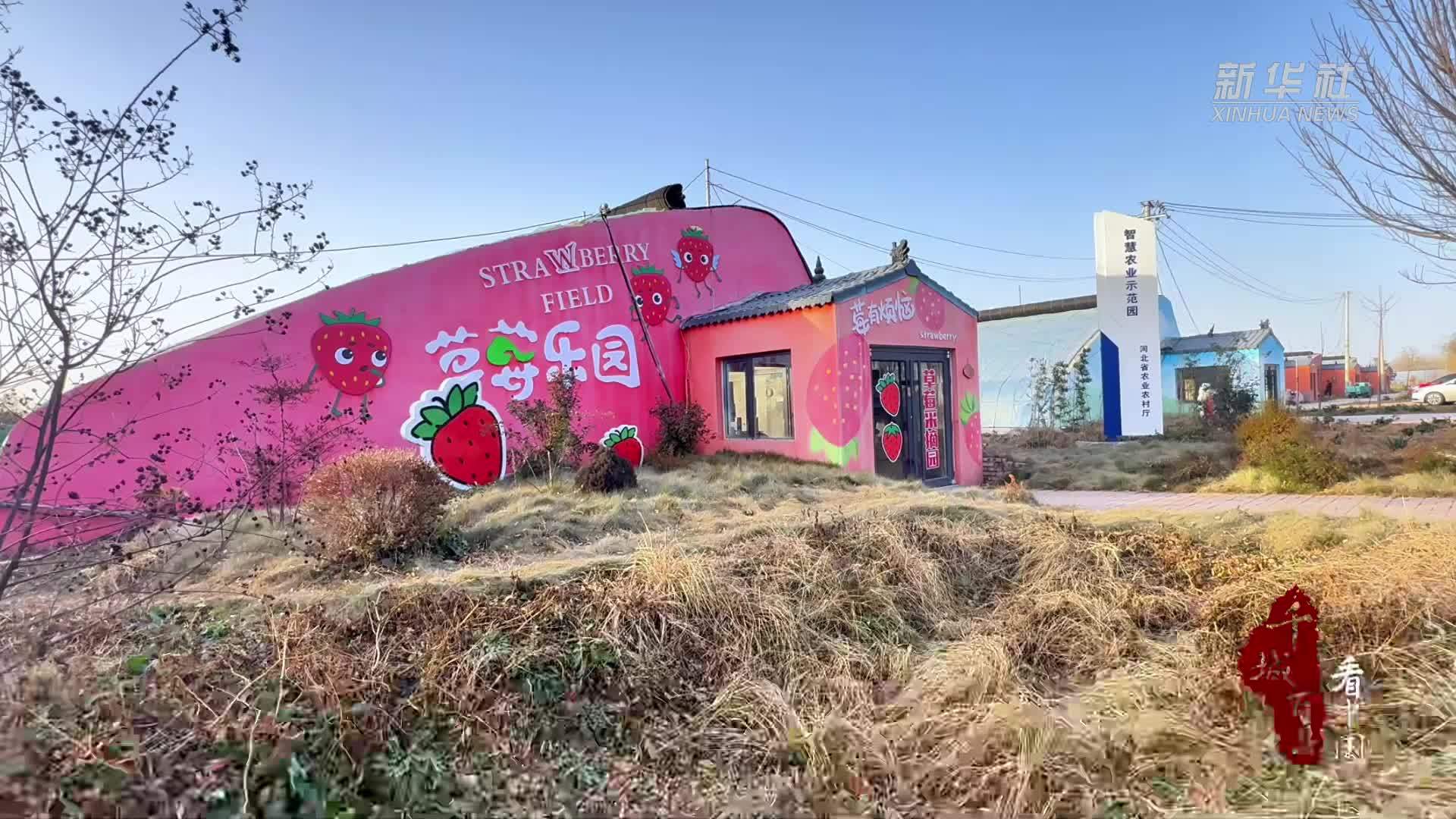 千城百县看中国丨河北广平：冬日“莓”红引客来