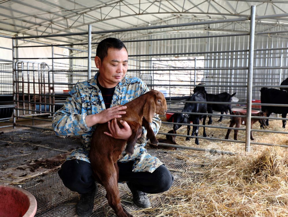 2025年11月30日,江西省分宜县杨桥镇观光村大马士革山羊养殖基地,养殖户正在查看刚出生一周的小羊。