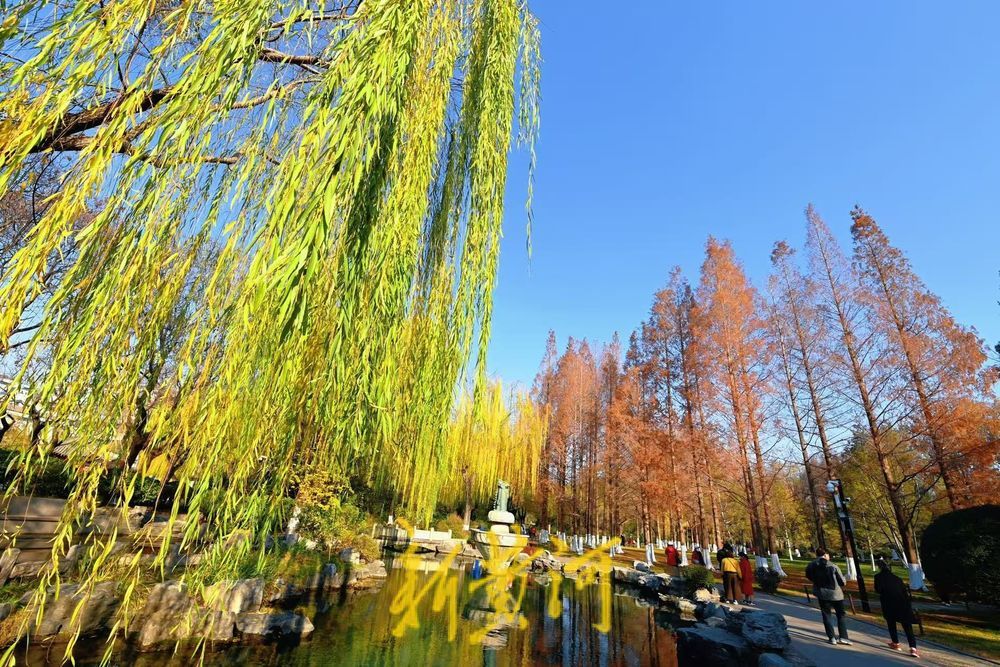 五龙潭水杉翠柳相映，红绿相间扮靓泉城冬日