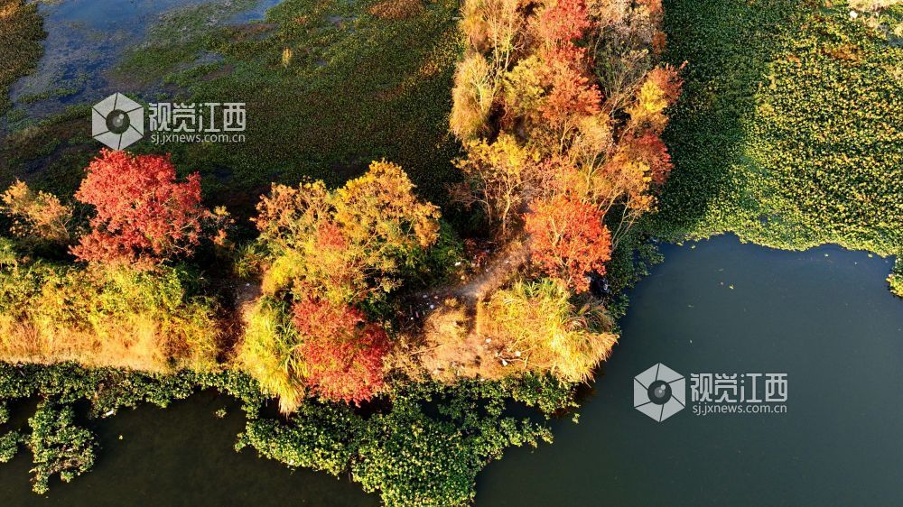 河堤上的乌桕树在阳光映照下红艳似火、灿黄如金,宛如一幅五彩画卷,美不胜收。