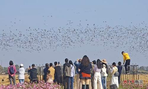 白鹤洲景区的观鸟人群。大江网视觉江西 白贤才 摄