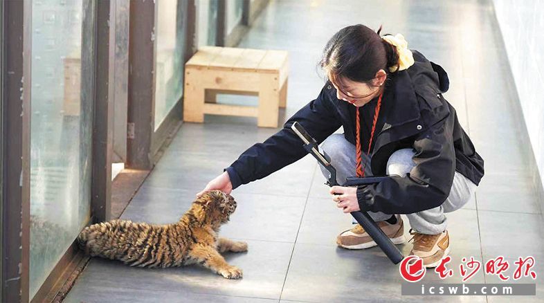 在长沙三珍虎园，主播举着手机向线上粉丝展示活泼可爱的虎崽。