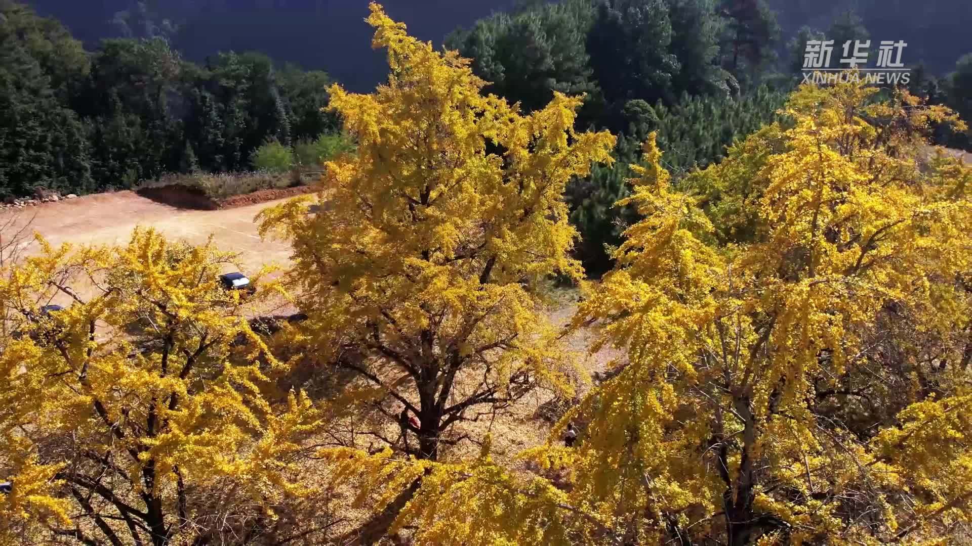 广西灵川：百万株银杏披金迎客来