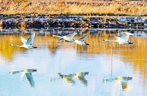 11月15日，天鹅展翅掠过水面。