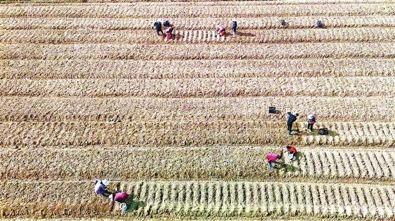 会昌县：冬种百合助增收（图）