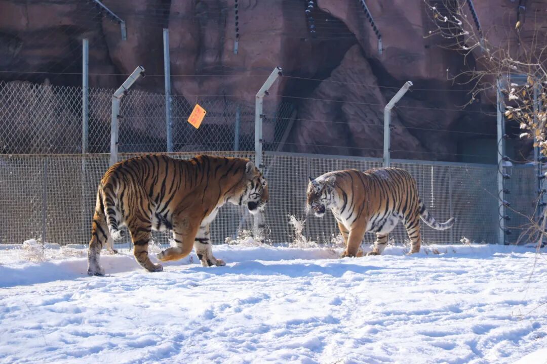 12月 来武威遇见现实版“疯狂动物城”