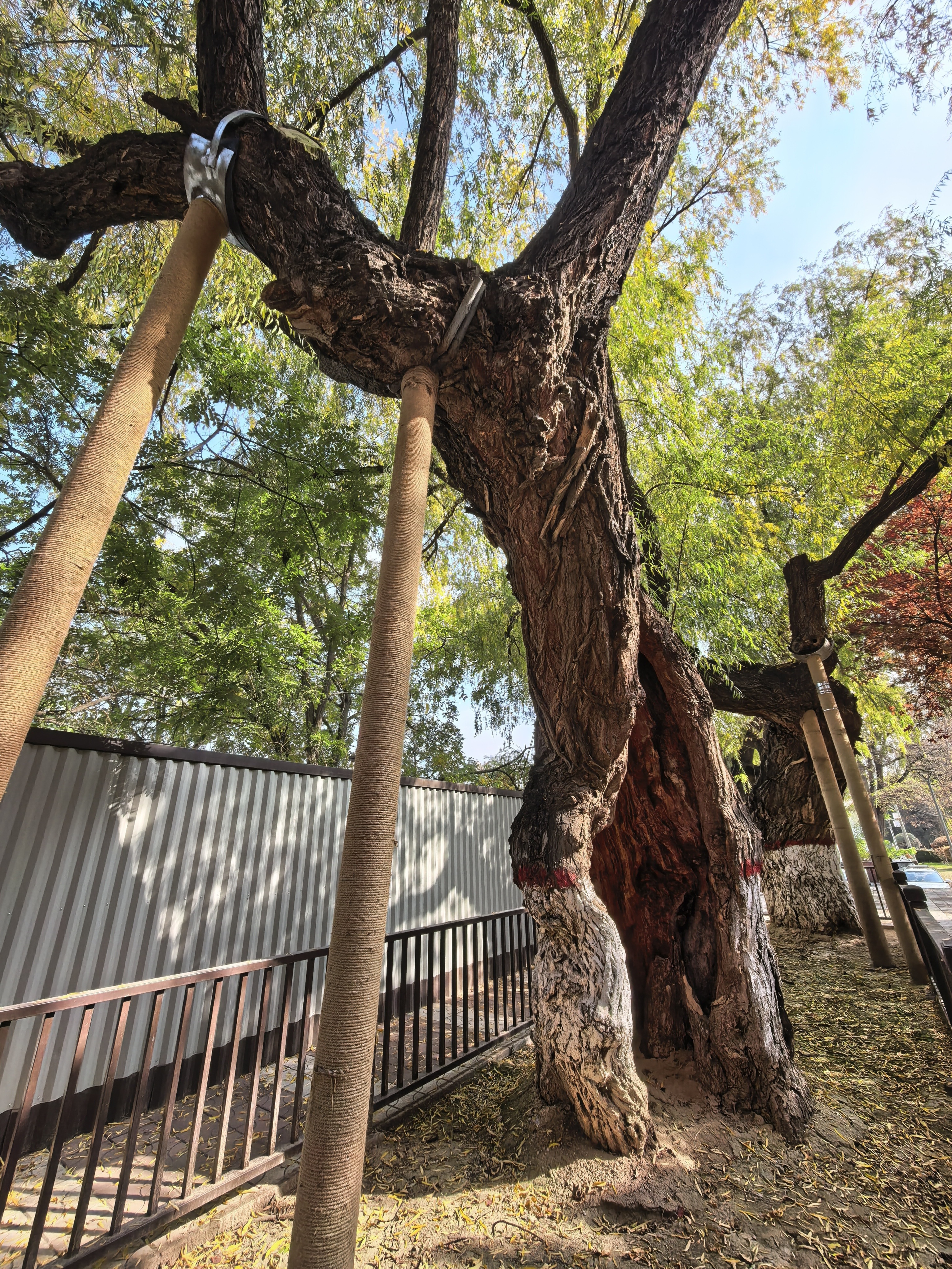 读者大道复壮修复后的左公柳