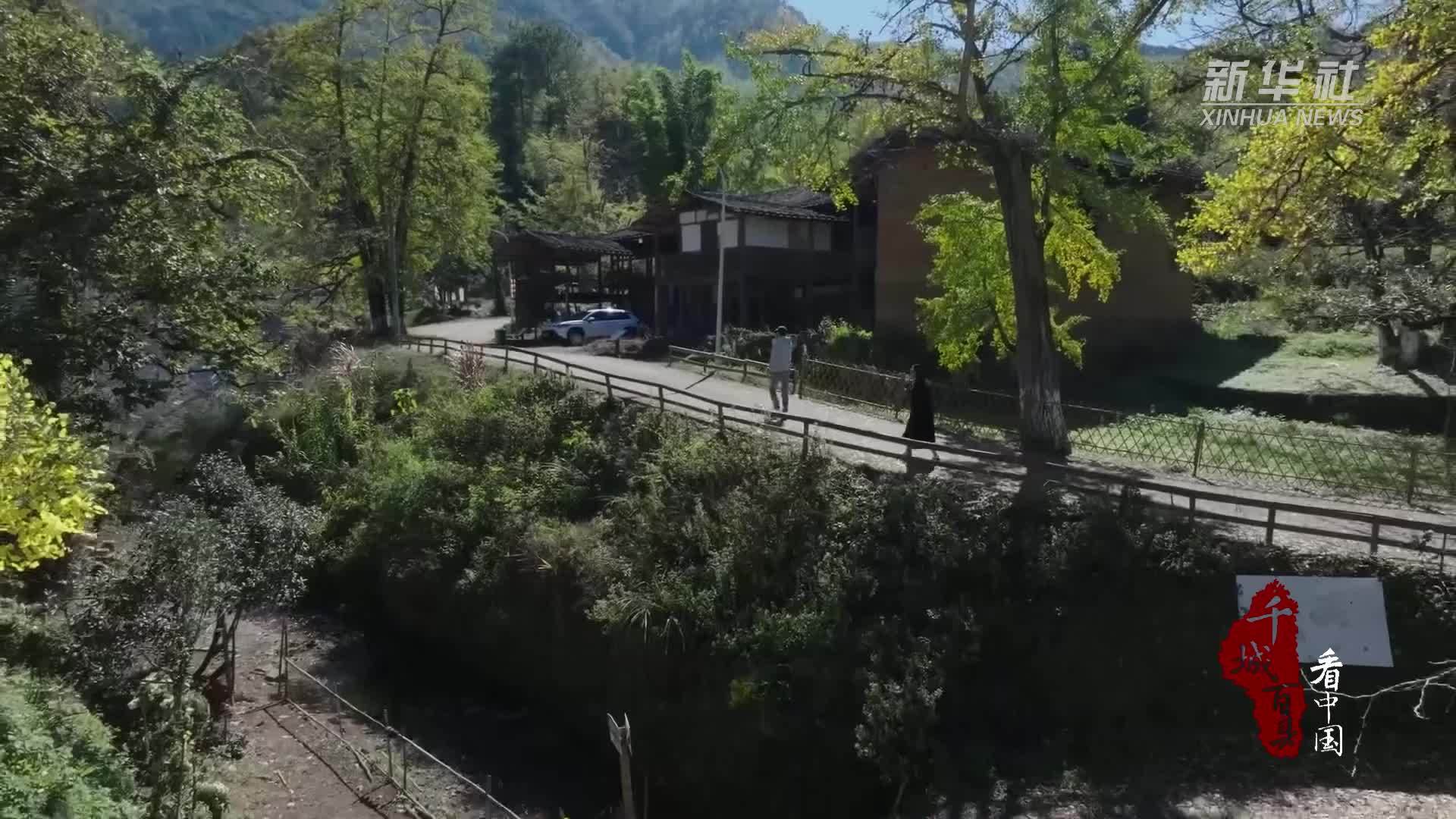 千城百县看中国｜福建尤溪：银杏观赏正当时