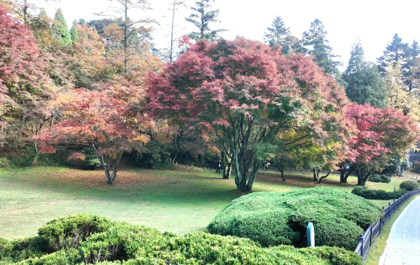 中国科学院庐山植物园内景色。图片来源：“庐山风景名胜区”微信公众号