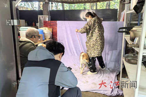 为宠物拍摄领养照。