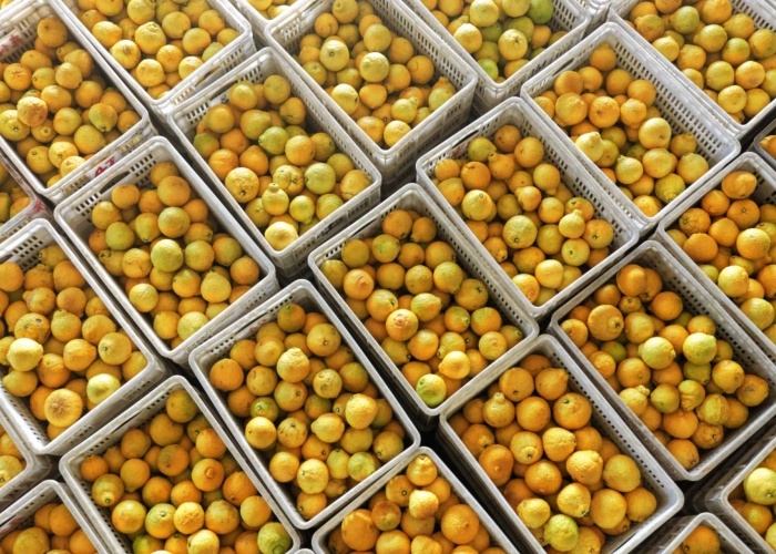 进贤县七里乡金凤凰果业基地（樊哲平/摄）