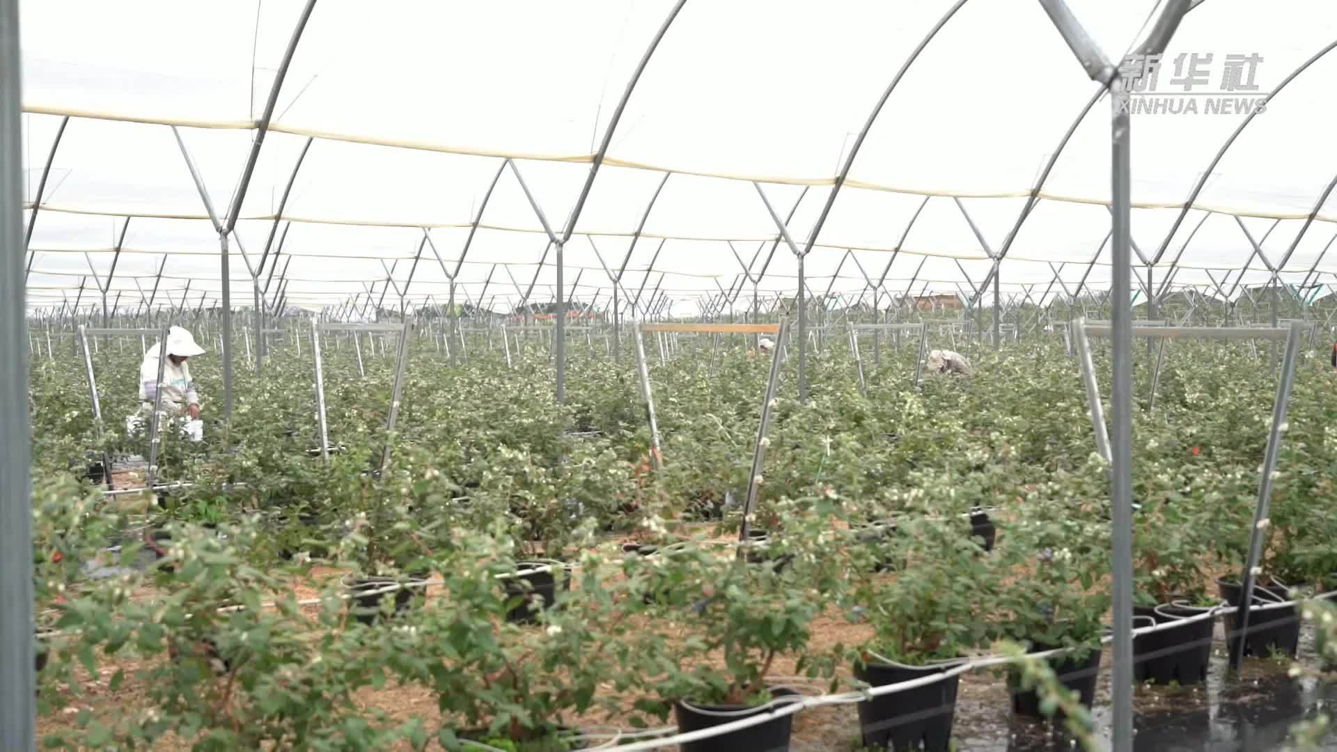 云南蒙自：6万余亩蓝莓错峰上市